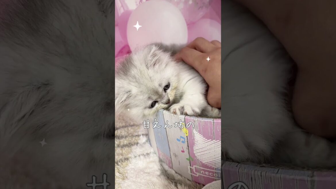 【ご家族様募集中】長足ミヌエット女の子♡ #cat  #かわいい子猫 #kitten #子猫 #cute #子猫ブリーダー #長足マンチカン #短足ミヌエット