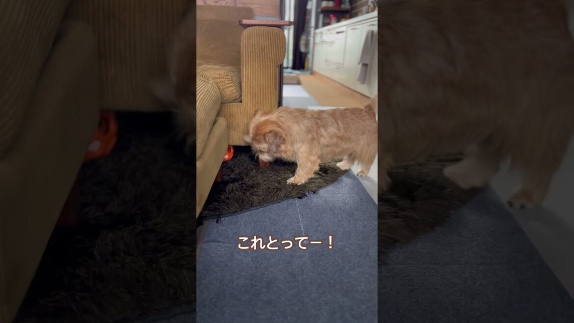 【かわいいSiri】#shorts #norfolkterrier #吉 #可愛い #愛犬キチ #kichi #ノーフォークテリア #笑顔