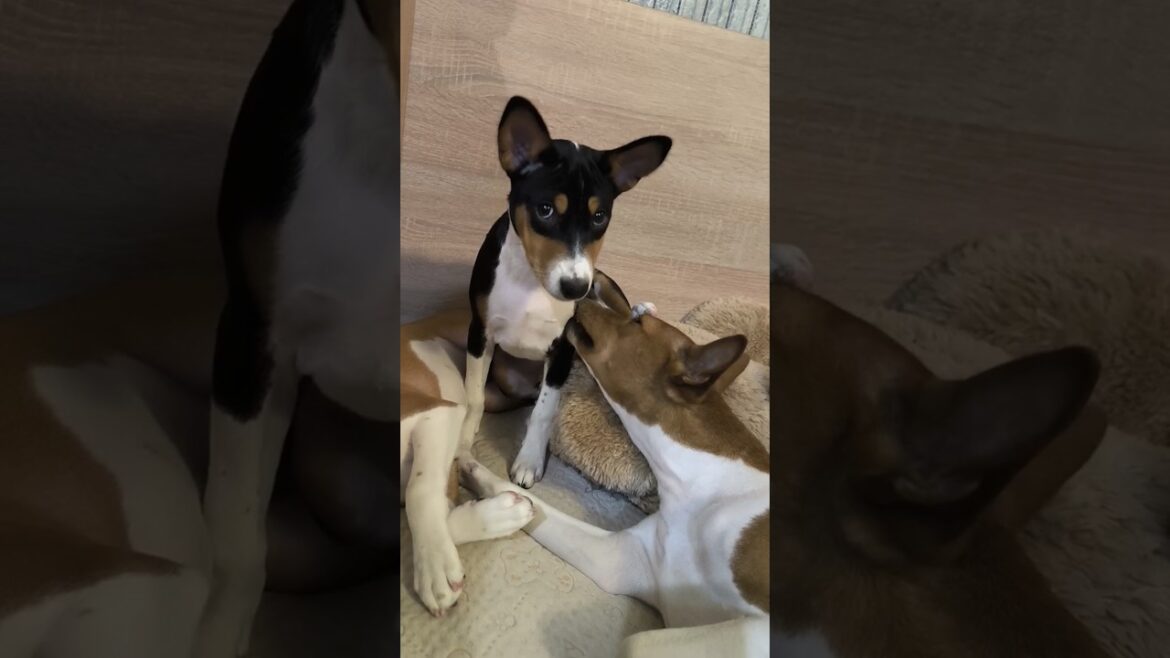 Милые щенки басенджи с мамой. Basenji puppies with mummy #собаки #щенки #basenji #dog #puppy #cute