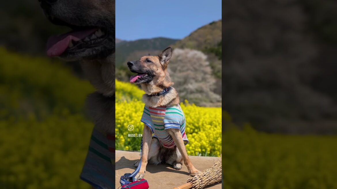 2025 4 #散歩 #ジャーマンシェパード #桜 #一本桜 #淡墨桜 #菜の花 #大型犬と旅行 #大型犬のいる生活