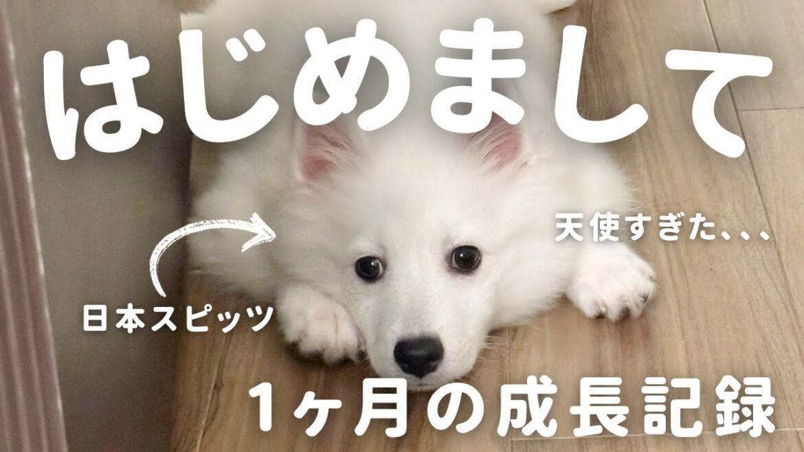 【はじめまして】日本スピッツの子犬が家に来て1ヶ月。成長が尊すぎた… 【はじめまして】日本スピッツの子犬が家に来て1ヶ月。成長が尊すぎた…
