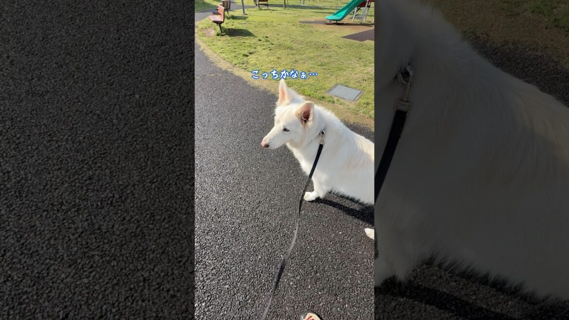 お散歩内容は自分で決める大型犬【ホワイトシェパード】　#shorts