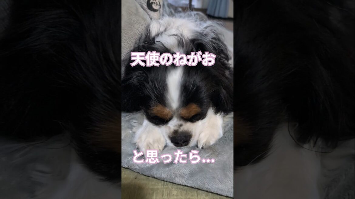 【天使の寝顔】と思ったら…！？ミルクちゃんの寝相がクセ強すぎて笑える💤😂 #キャバリア #キャバリアキングチャールズスパニエル #キャバリアチョコミルク #犬の寝顔 #癒し動画 #ショート #へそ天
