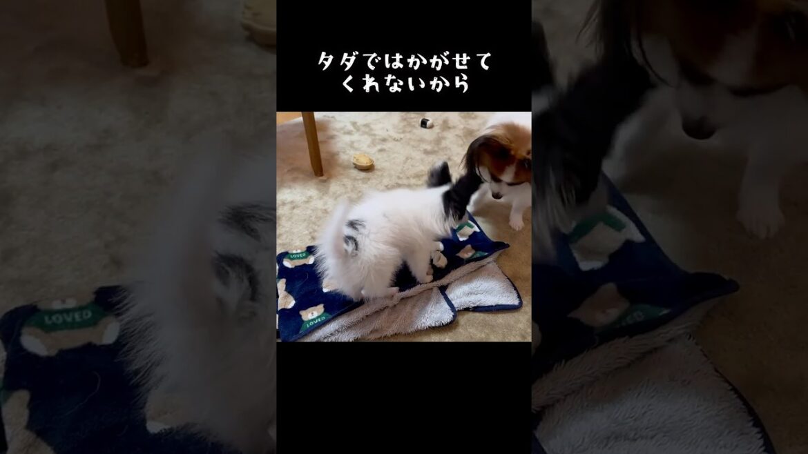 妹のお尻を嗅ぎたい！　 #パピヨン #papillon #可愛い　#子犬お迎え