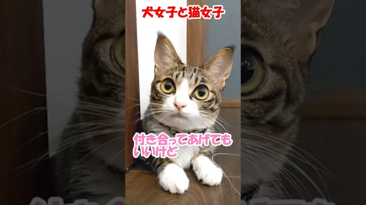 犬女子と猫女子 #コーイケルホンディエ #保護猫