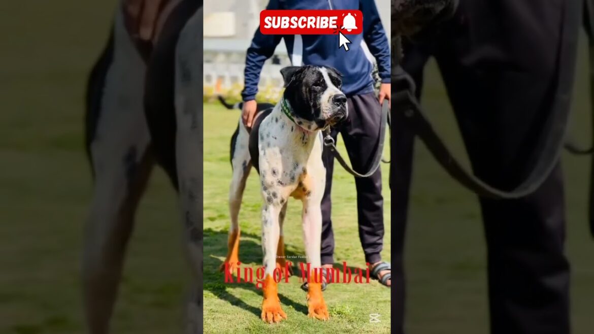 King of Mumbai #bullydog #bullybreed #bullykutta #pakistanibullykutta #pakistanibully #shorts