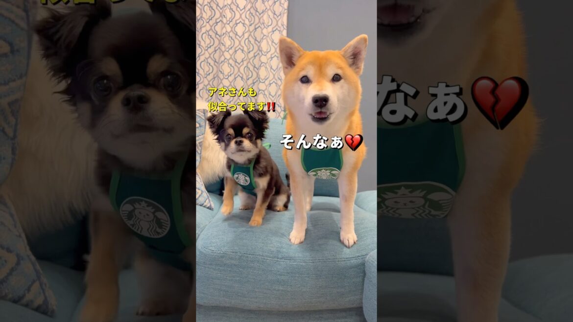 カフェの店員さん風エプロンを着てみたら...🤣#柴犬 #チワワ #shorts