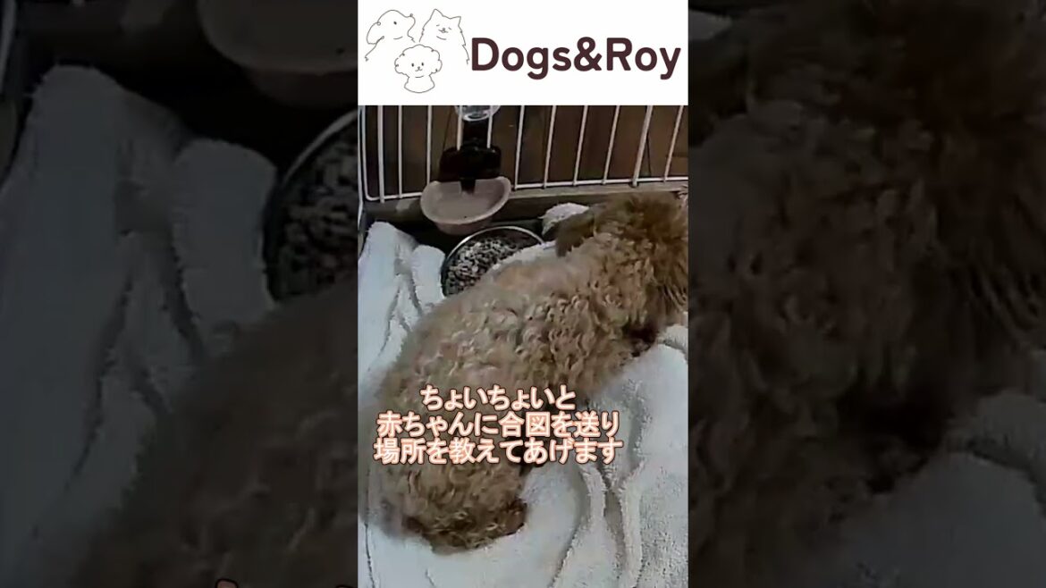 【生後5日目】ママのもとに向かうパピーちゃん #トイプードル #サモエド #ゴールデンレトリバー  #パピー #赤ちゃん #ブリーダー #子犬 #京都 #美山 #南丹市  #ドッグラン