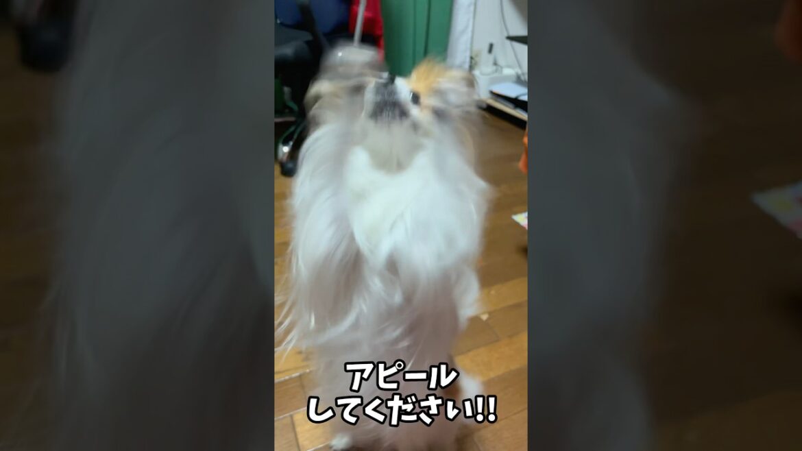 【耳の小さなパピヨン犬】テンション差の激しい芸を見せてくれる愛犬
