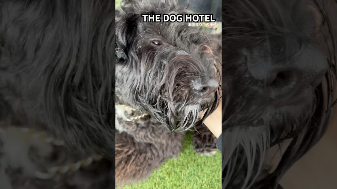 2025/4/14 THE DOG HOTEL アロウくん