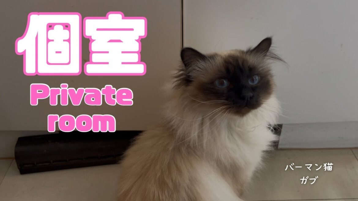 バーマン猫ガブとラフ【個室】Private room（バーマン猫）Birman/Cat