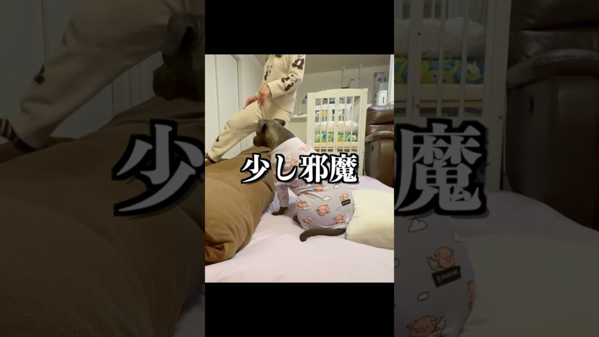 闘犬との夜 #ピットブル #アメリカンピットブルテリア #大型犬