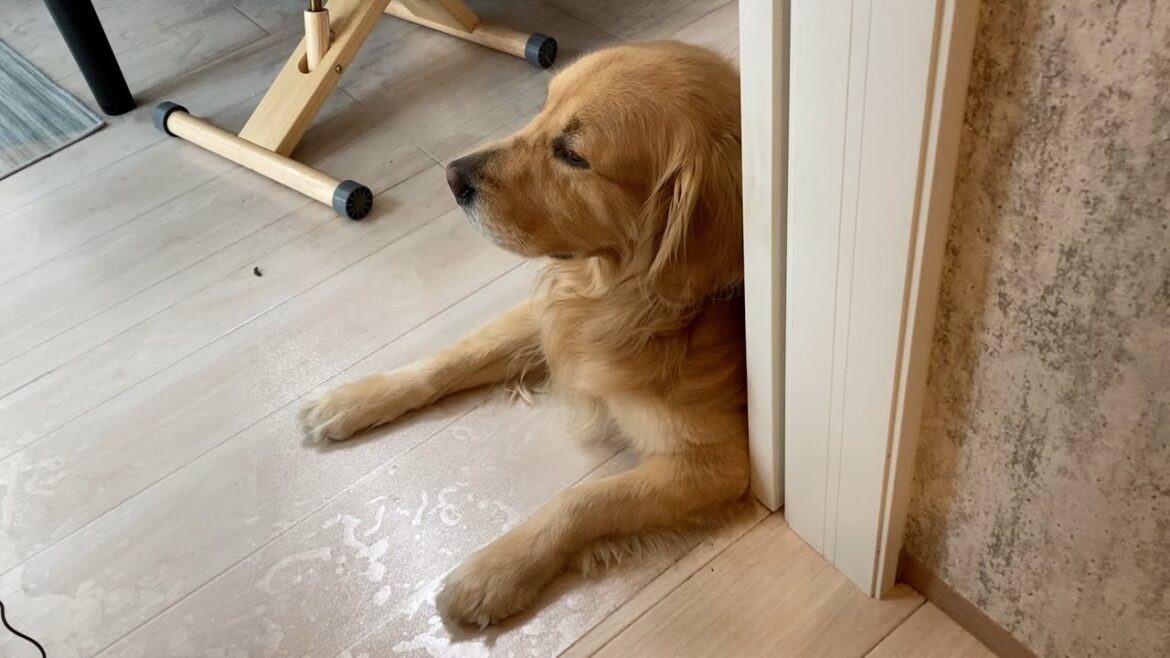 もうすぐパパのお誕生日なのですが、プレゼントは何がいいでしょうか・・・