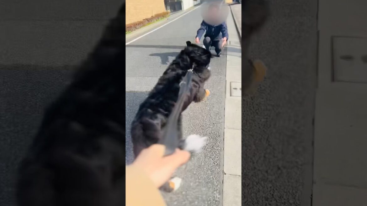 2ヶ月ぶりの再会に一直線🐾バーニーズの喜びダッシュ‼️