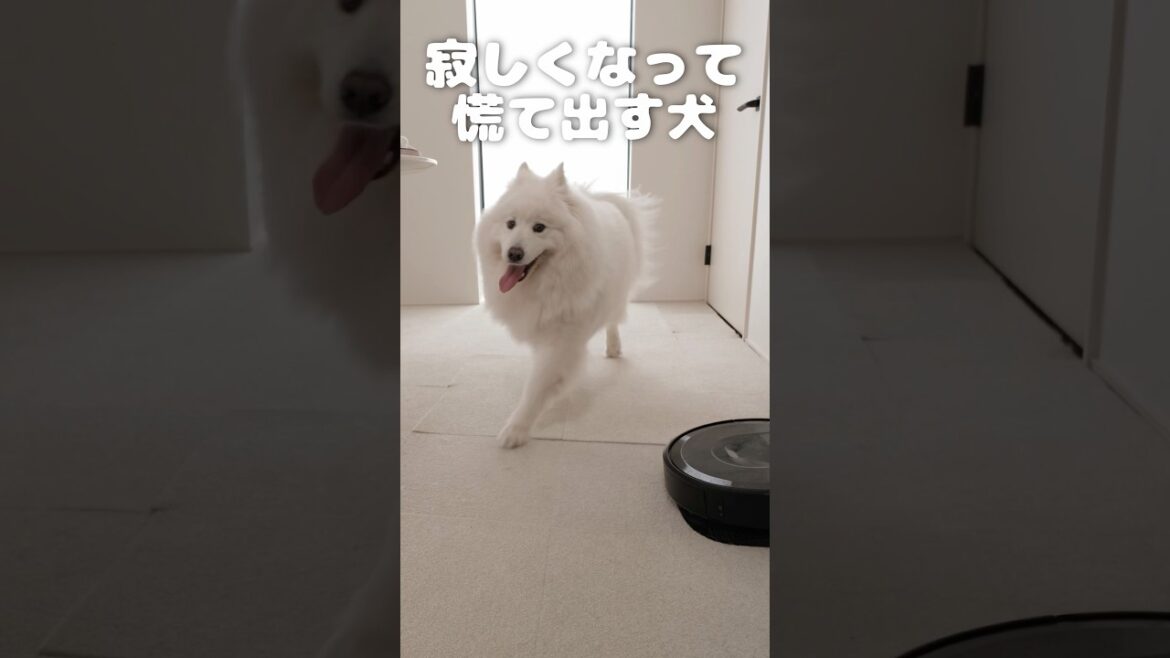 サモエドの本性を暴くために家の中で1人にしてみました　#samoyed #サモエド