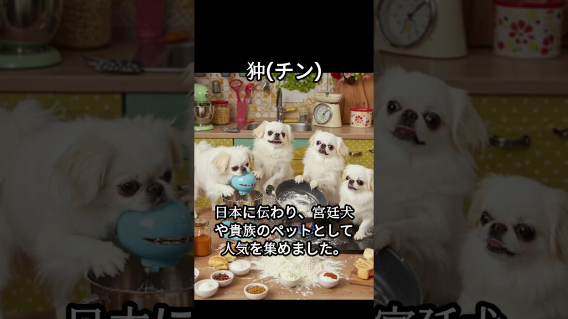 狆（チン）のかわいい生態、雑学【犬】#dog #dogshortsvideo #いぬ #イヌ #犬 #子犬  #かわいい #雑学 #豆知識 #解説