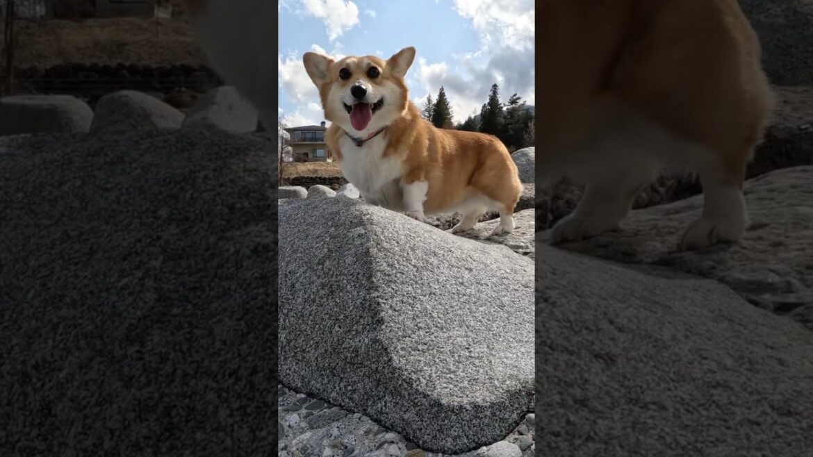 河原を嬉しそうに歩くコーギー / A corgi happily strolling along the riverbed #コーギー #corgi #サクラ