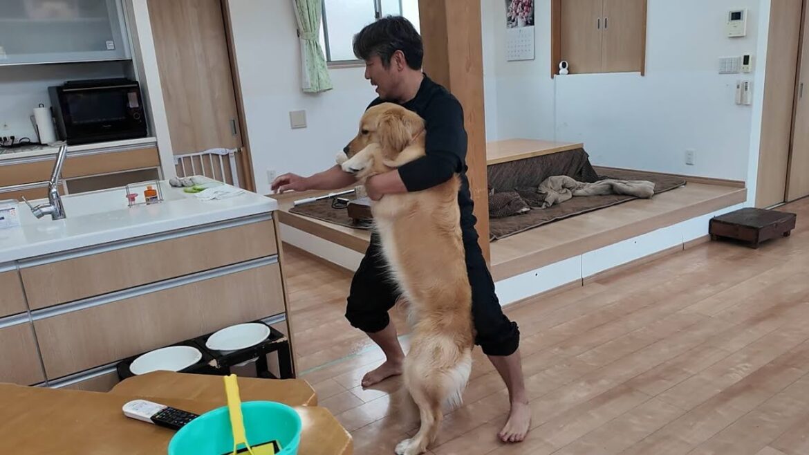 何があったの！？やっちゃったゴルを慌てて抱き上げるパパ。【Golden Retriever japan】