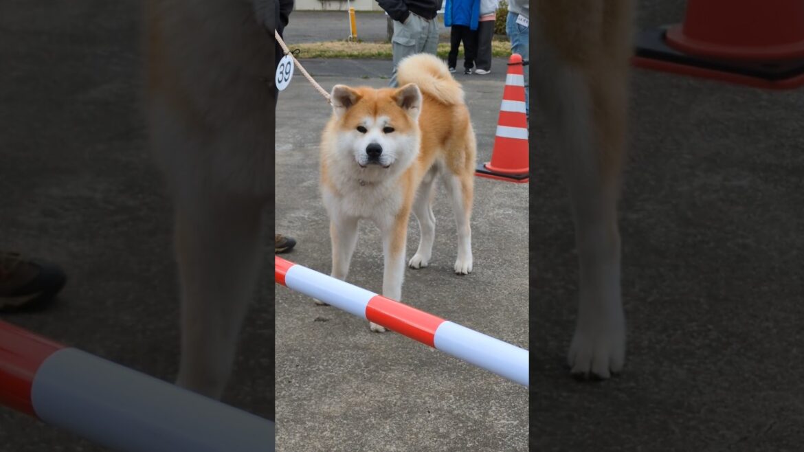 【秋田犬】展覧会 ２０２５年　最新