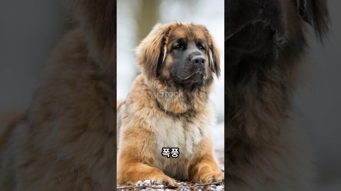 [애견] 😱이 개를 본 순간… 사람들은 입을 다물지 못했다. 레온베르거!!
