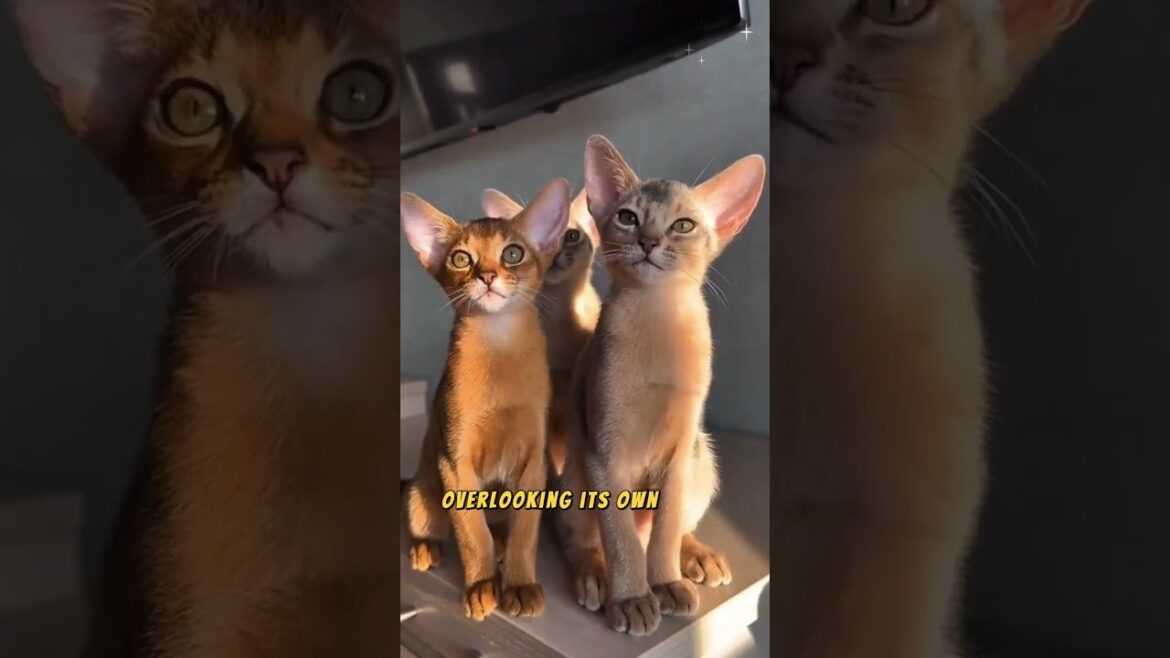 Exploring Abyssinian cats: the mysterious charm of an ancient lineage
