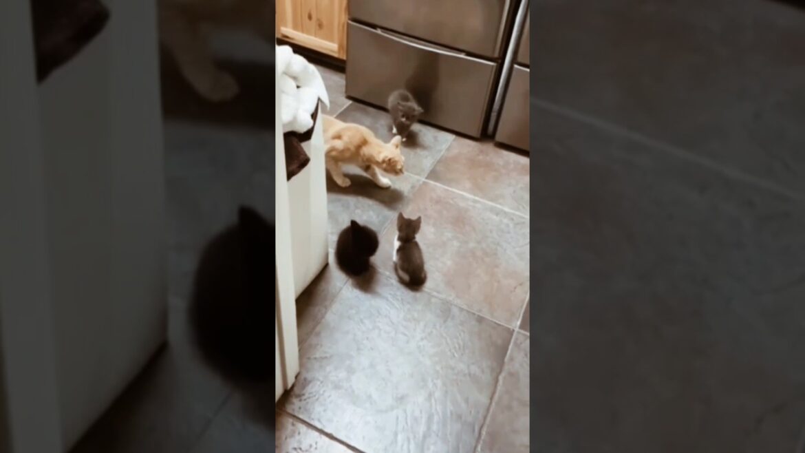 cat meowing funny shorts #cat #catfunny #funny #cute #catlover