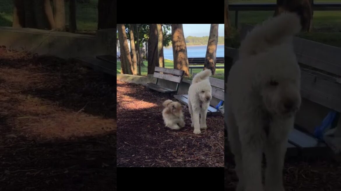Lhasa Apso showing his puppy love to a Doodle