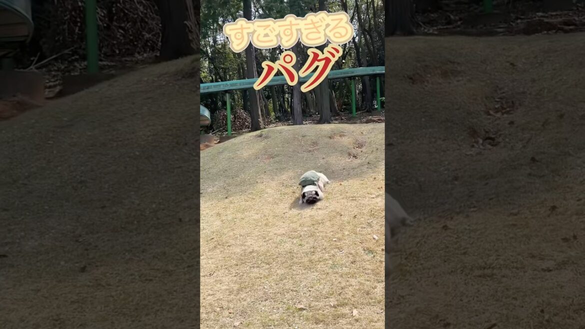 すごすぎるパグくーちゃん#shorts #pug