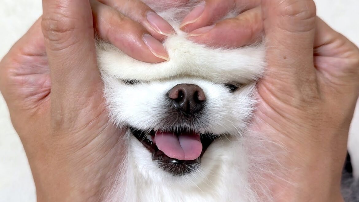 美人ポメラニアンの顔がとんでもないことになりました