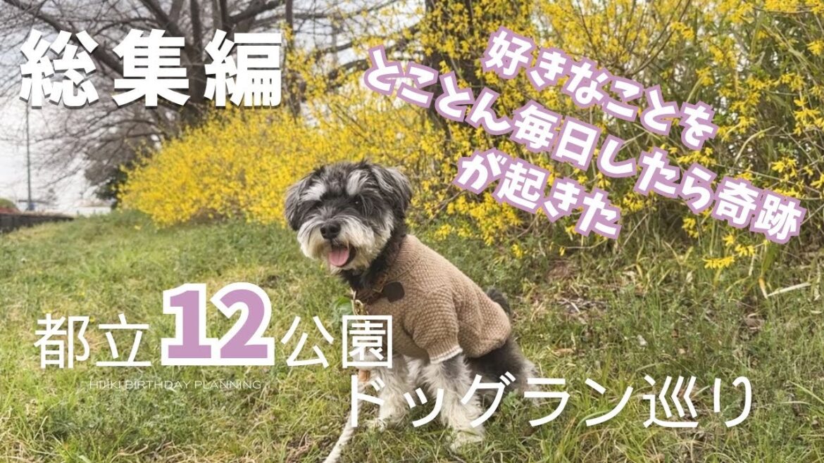 【総集編】無料ドッグラン | 都立12公園ドッグラン | ミニチュアシュナウザー の日常 Tokyo vlog 【総集編】無料ドッグラン | 都立12公園ドッグラン | ミニチュアシュナウザー の日常 Tokyo vlog