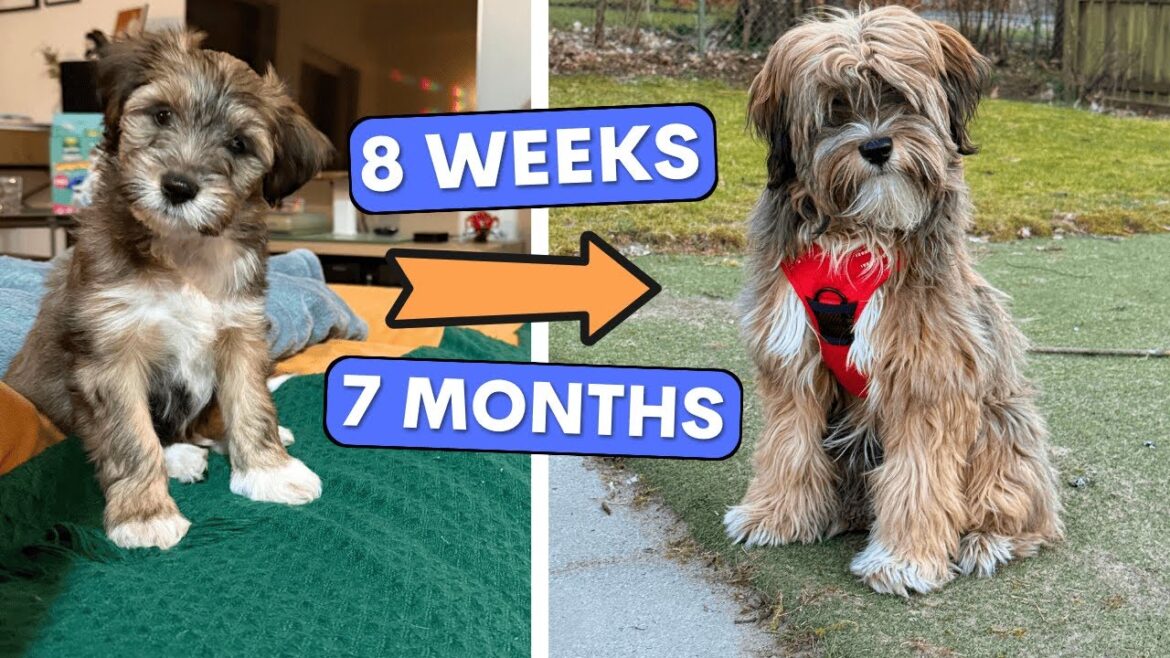 5 Months With our Puppy | The Tibetan Terrier Sonny!