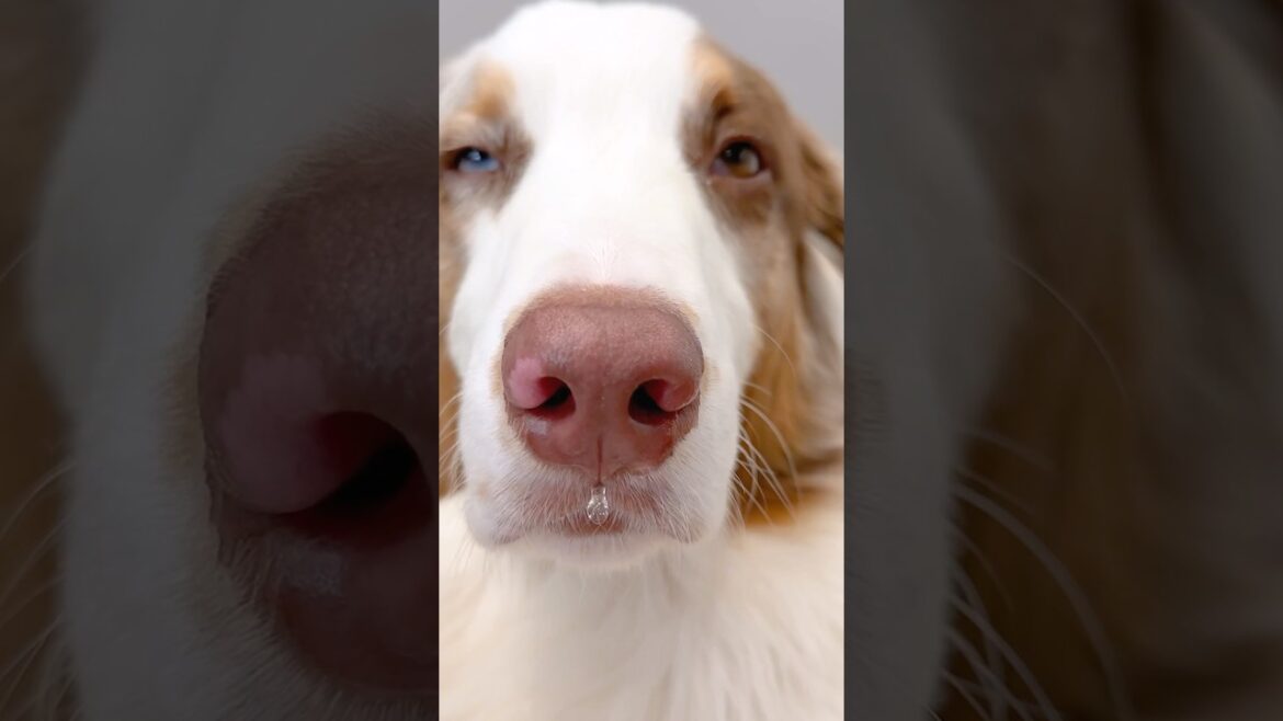 眠くなると鼻水が垂れちゃう犬が可愛い😂【オーストラリアンシェパード・ボーダーコリー】#shorts