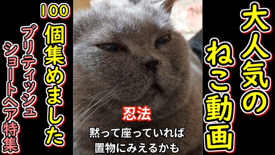 【保護猫】YouTubeで大人気の猫動画１００選！！ブリティッシュショートヘア特集【ねこのいる暮らし】