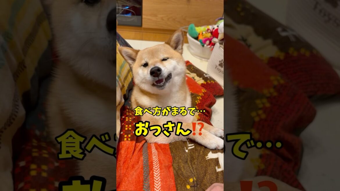 【爆笑】リンゴの食べ方が完全に“おっさん”な柴犬　#柴犬 #犬動画 #おもしろ犬 #shorts #youtubeshorts