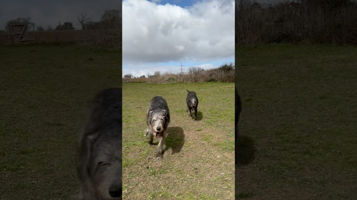 Good times!🐺❤️ #irishwolfhound #dog #doglover #doglife #dogshorts
