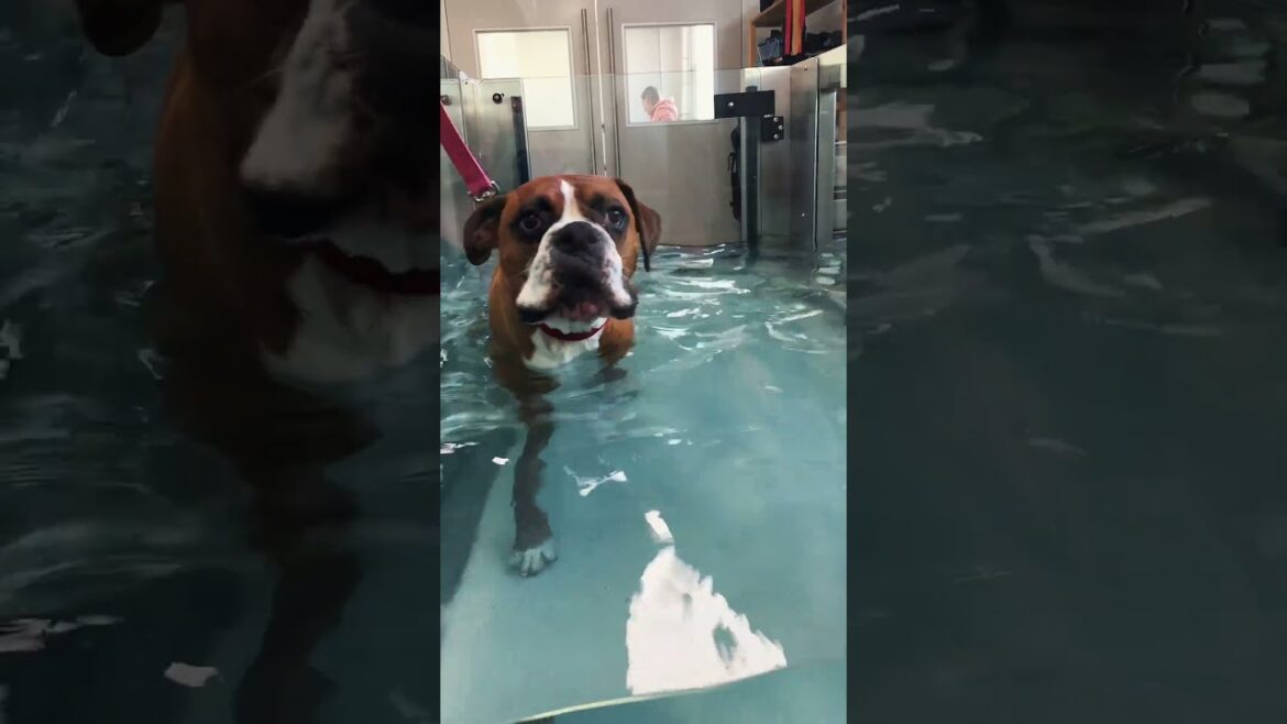 Meet Aaron the Boxer, athlete, tank legend! ๐พ๐ฆ Meet Aaron the Boxer, athlete, tank legend! ๐พ๐ฆ