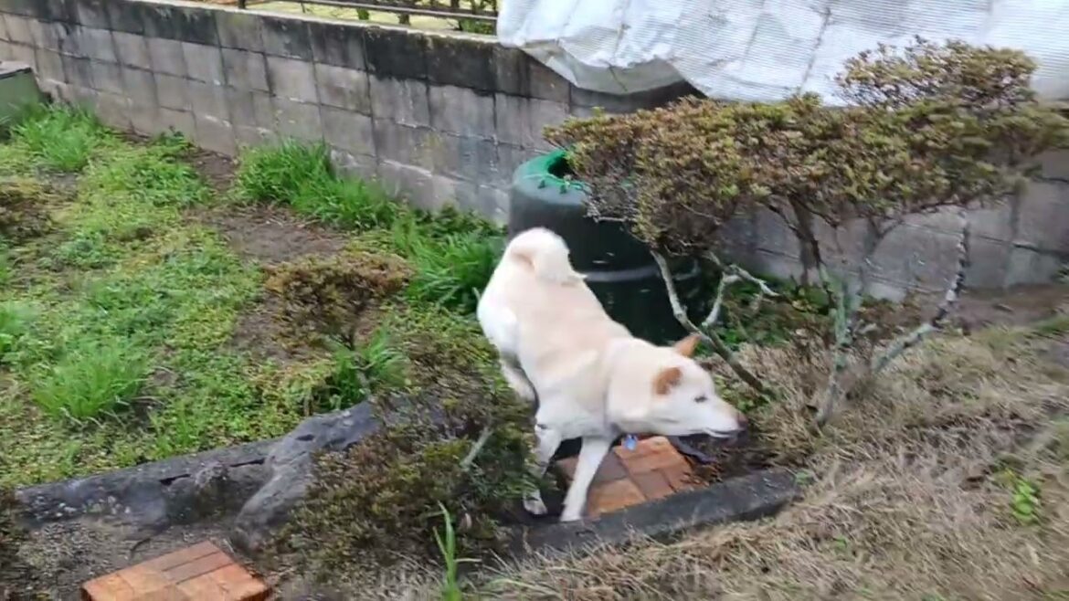 2025年4月15日　今日も元気に走ってます。