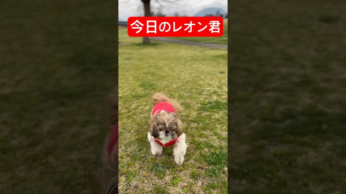 【SNSで話題になれ】シーズーレオン、マイペースお散歩からのドアップが可愛すぎると大反響! #犬動画#シーズー#犬#お散歩#ペット#可愛い#癒し#マイペース#ドアップ#shorts 【SNSで話題になれ】シーズーレオン、マイペースお散歩からのドアップが可愛すぎると大反響! #犬動画#シーズー#犬#お散歩#ペット#可愛い#癒し#マイペース#ドアップ#shorts