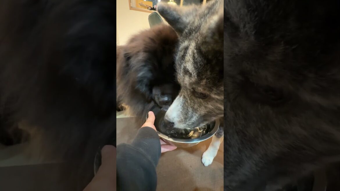 モフモフたちの飲水タイムが可愛すぎる【チャウチャウ・秋田犬】【多頭飼い】【大型犬】＃Shorts
