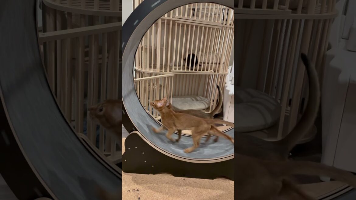 20250415-3#アビシニアン #abyssinian #cat