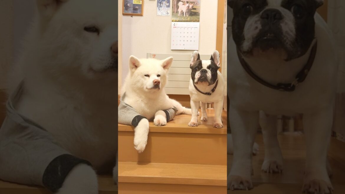 秋田犬タム：今日の関所