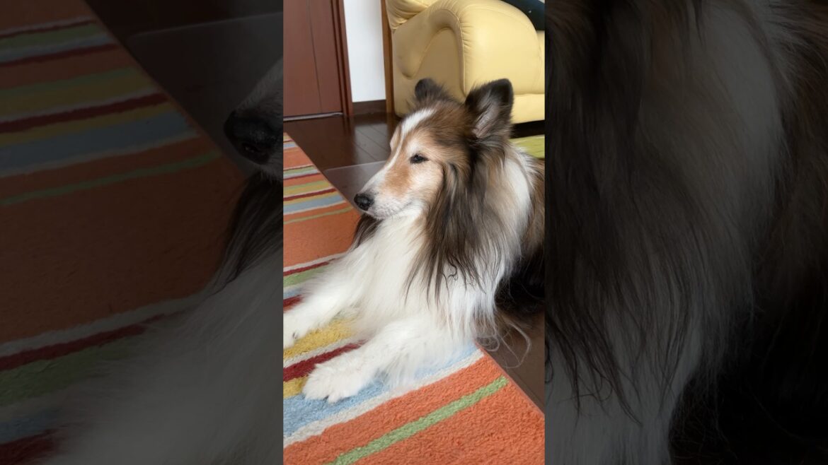 寝そうで寝なさそうで...　#シェルティ #シェットランドシープドッグ #sheltie #shorts