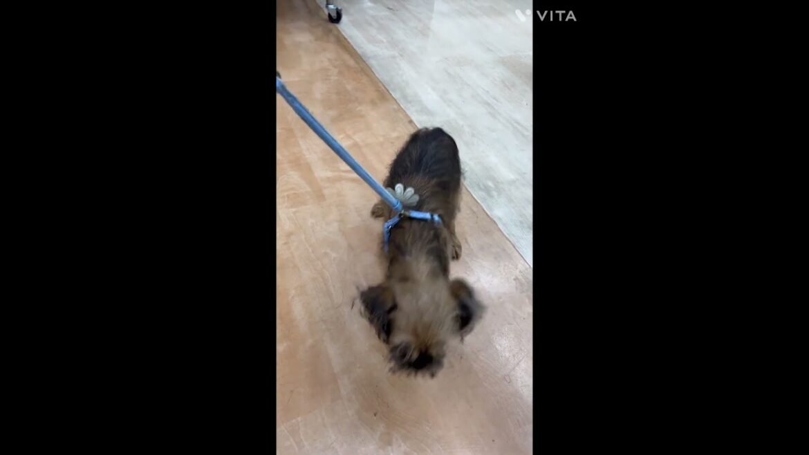 【ひごペットフレンドリー】お散歩デビューのグリフォンくん【和歌山店】