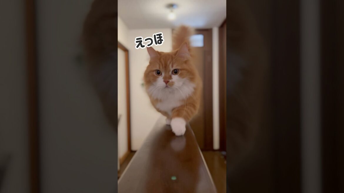 アンパンマンはつぶあんって伝えなきゃ！ #shorts #猫 #マンチカン #短足マンチカン #cat #munchkin