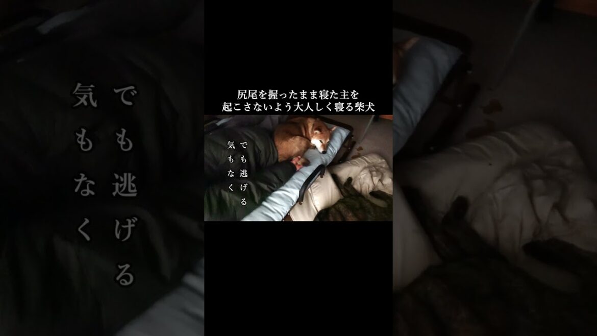 主に尻尾を掴まれ動けない柴犬　#甲斐犬 #柴犬 #youtubeshorts