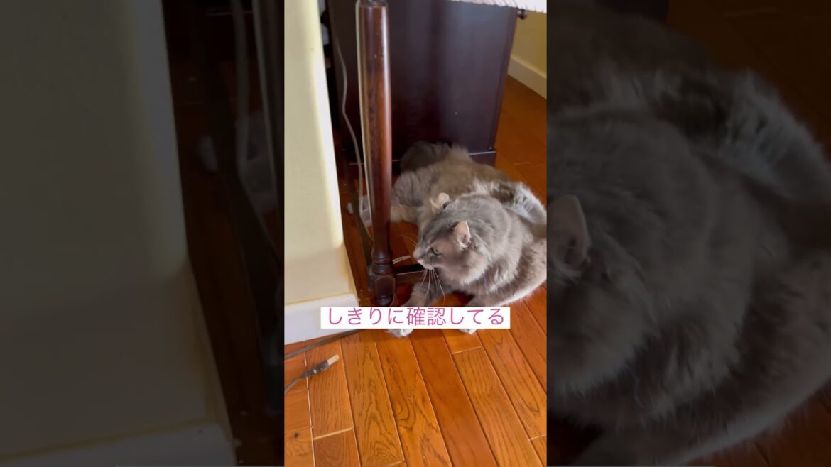 張り込み中 #ねこ動画 #shorts #cat #猫のいる暮らし #ねこ