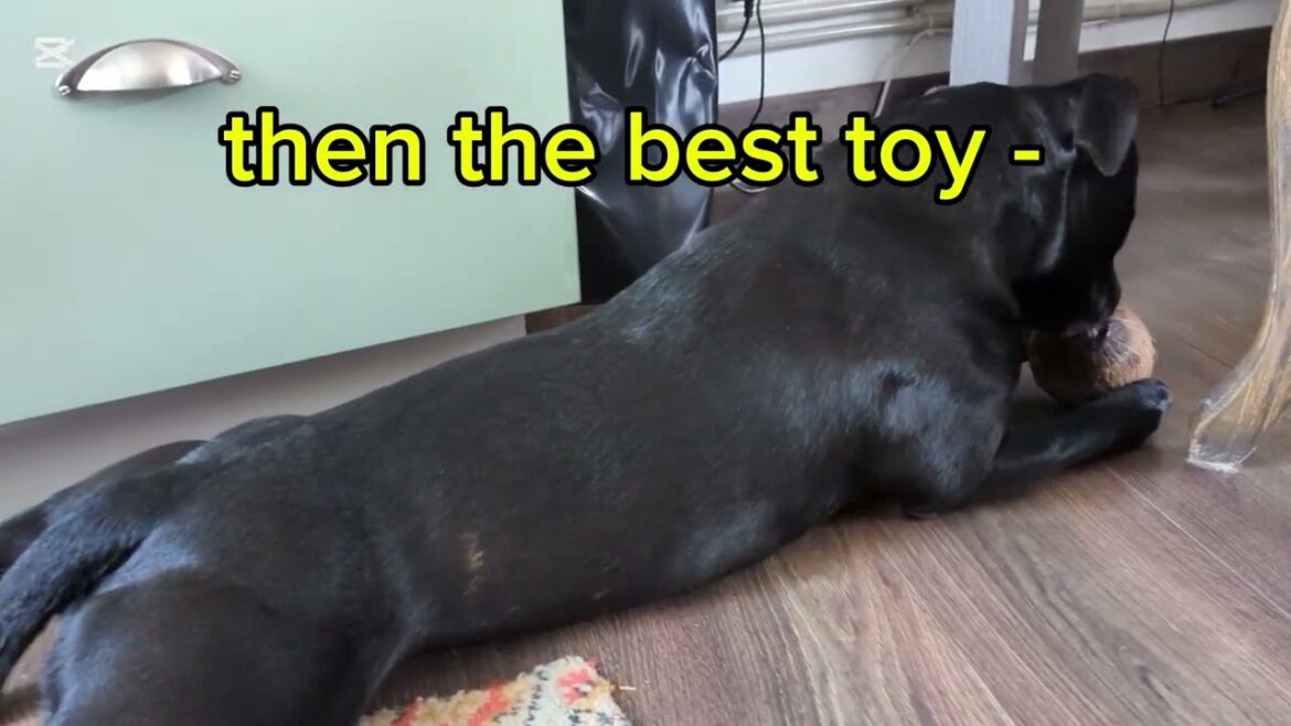 Everything You Need To Know About Bald Coconut Dogs