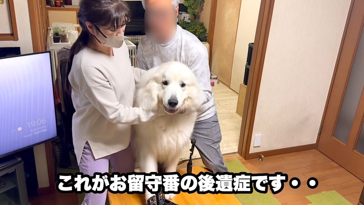 祖父母不在のお留守番で甘えん坊が発覚する愛犬【パパとお留守番編】 祖父母不在のお留守番で甘えん坊が発覚する愛犬【パパとお留守番編】