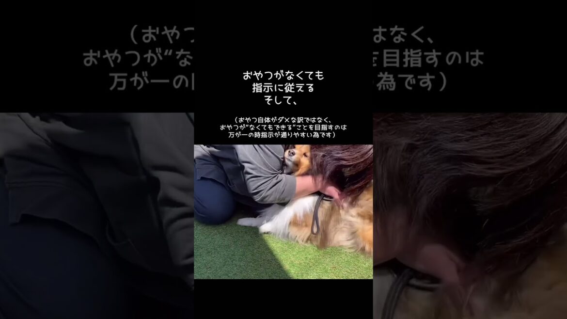 ついやっちゃう！車やバイクに吠える#shorts #dog#シェルティ