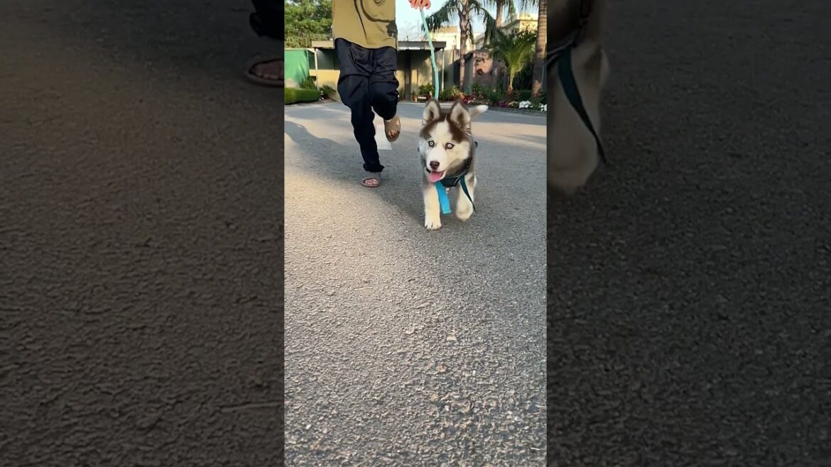Tiny paws in action! 🐶💕